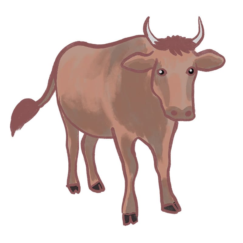 茶色い雄牛
